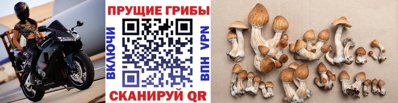 Галлюциногенные грибы Psilocybe Пермь